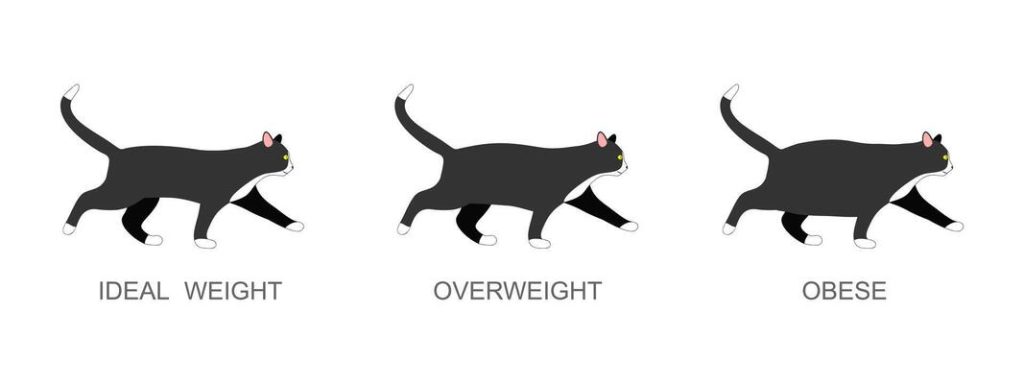 Illustration mettant en avant à quoi ressemble visuellement un chat lorsqu'il a un poids idéal, du surpoids ou lorsqu'il est obèse.