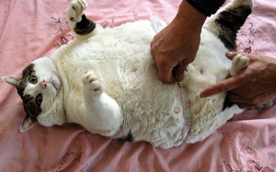 Montrer à quoi ressemble un chat obèse. Chat en situation d'obésité, allongé sur un lit pendant qu'on mesure son diamètre avec un mètre.