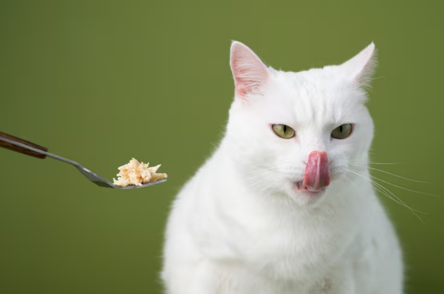 chat blanc qui se lèche les babines car on luit donne du thon dans une fourchette.