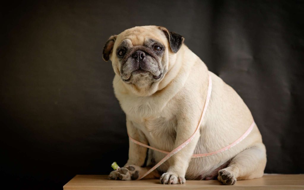Petit chien qu'est surement obèse. Il est entouré d'un mètre.